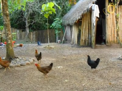 Chickens in Tarapoto