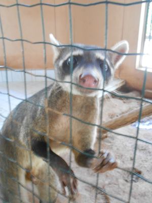 Coatamundi in Pucallpa Zoo