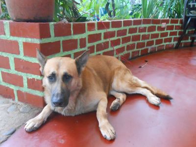 Dog in Satipo