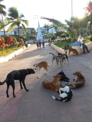 Dogs in Tarapoto