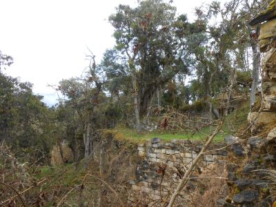 Overgrown in places