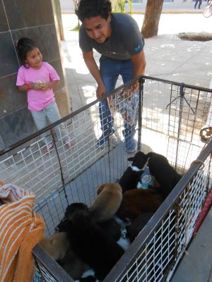 Puppies for sale in Pucallpa