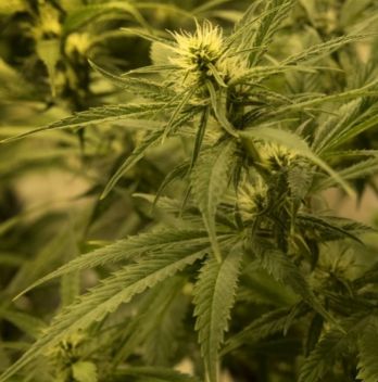 Marijuana wins big